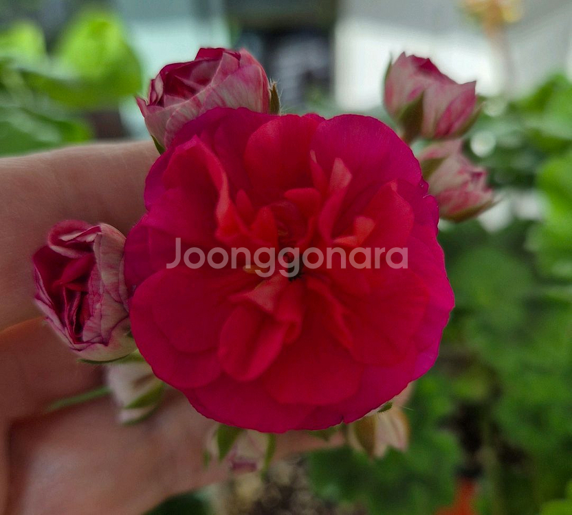 러시아제라늄 UV비잔티움--0