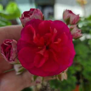 러시아제라늄 UV비잔티움