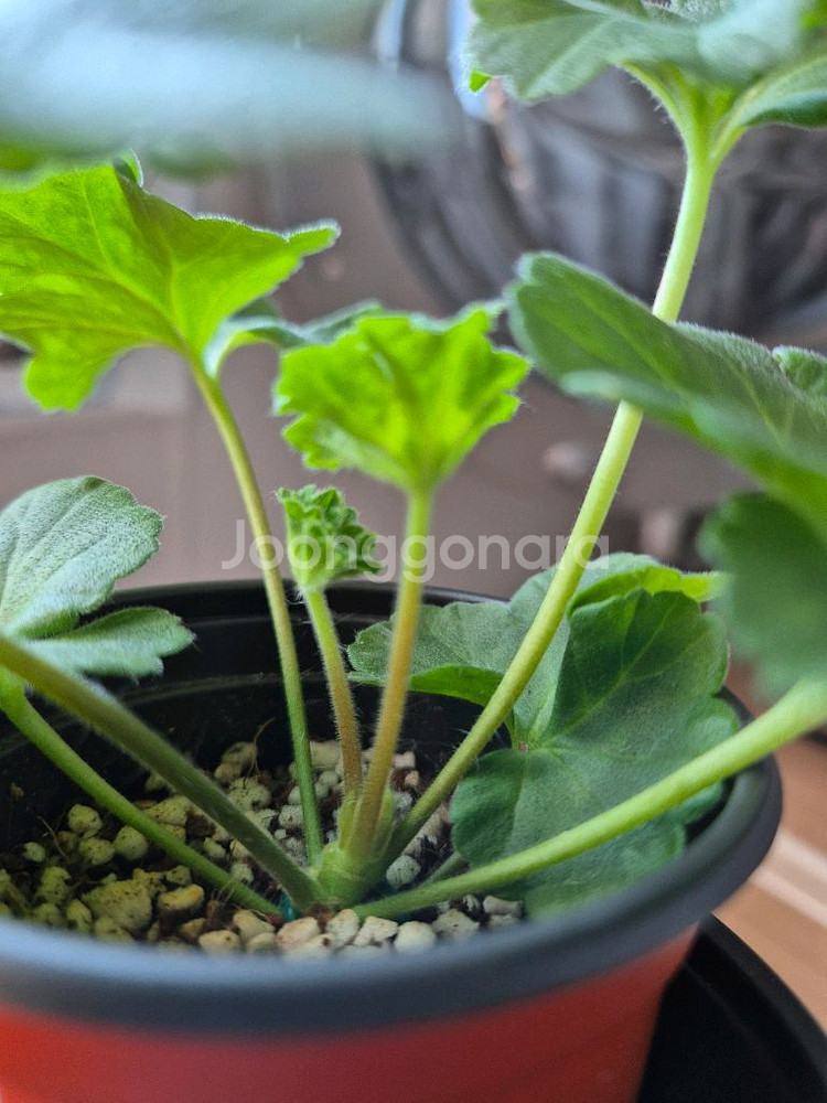 러시아제라늄 UV비잔티움--4