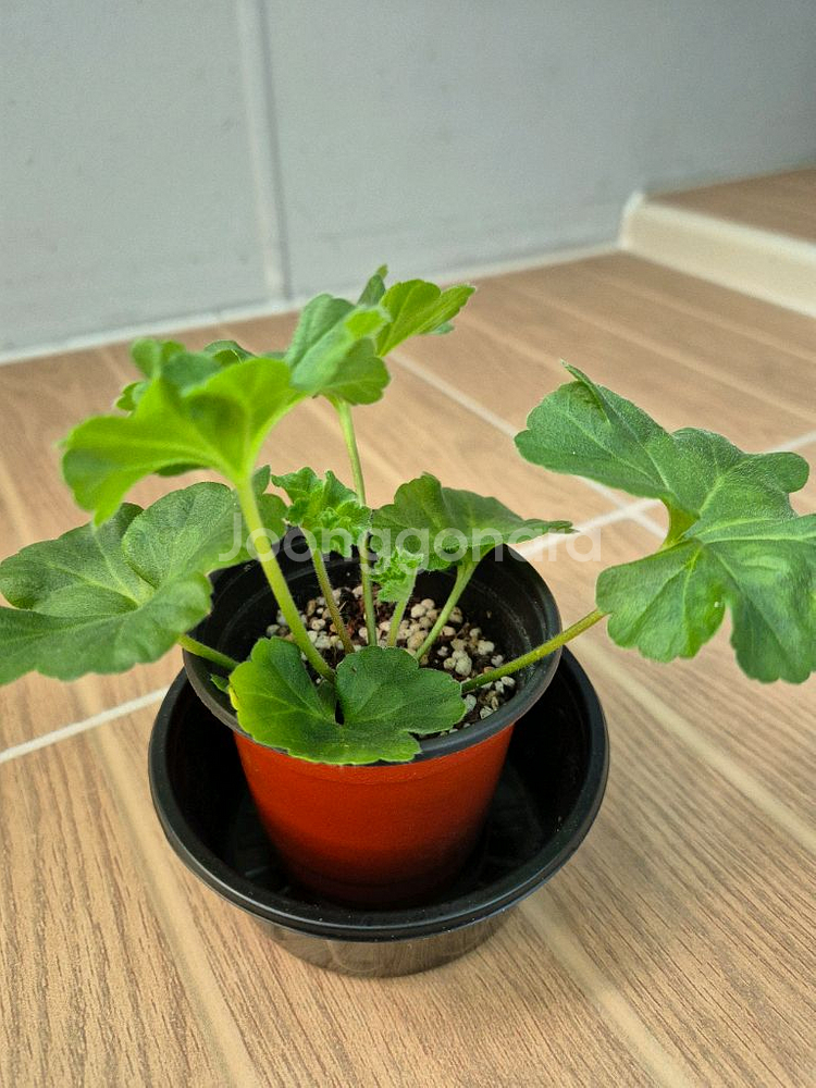 러시아제라늄 UV비잔티움--3