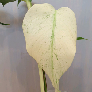 #조배X #풀민트 ~ 몬스테라 믹스드민트 바리에가타