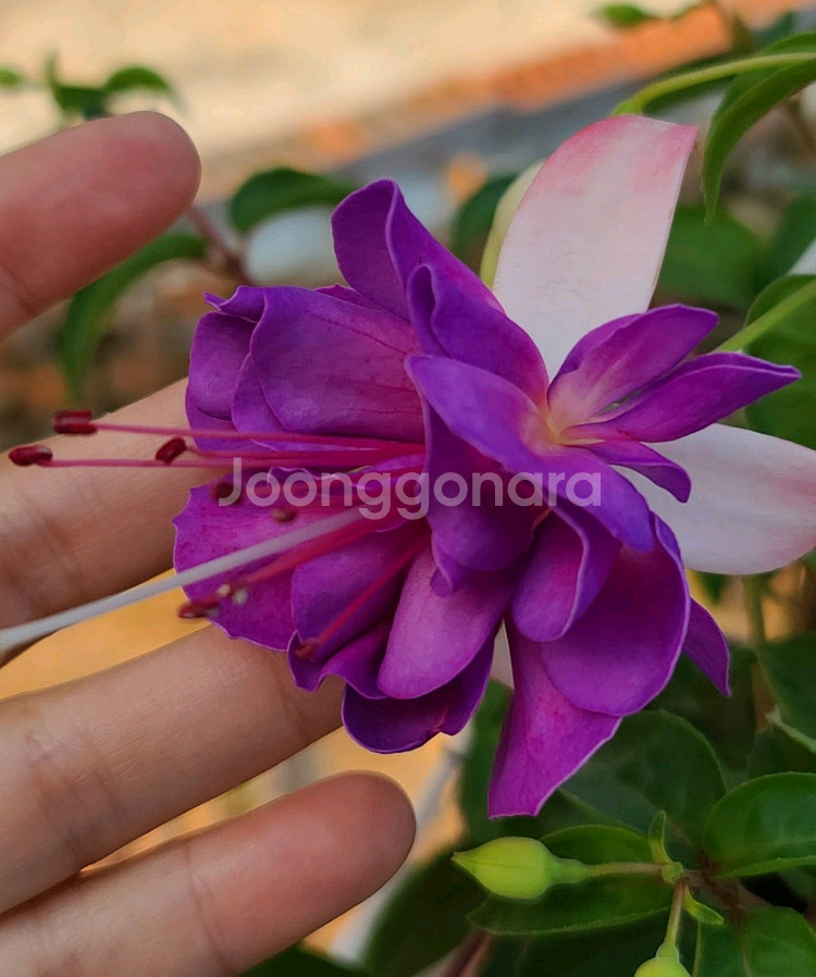 후쿠시아 블루엔젤--0