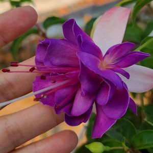 후쿠시아 블루엔젤