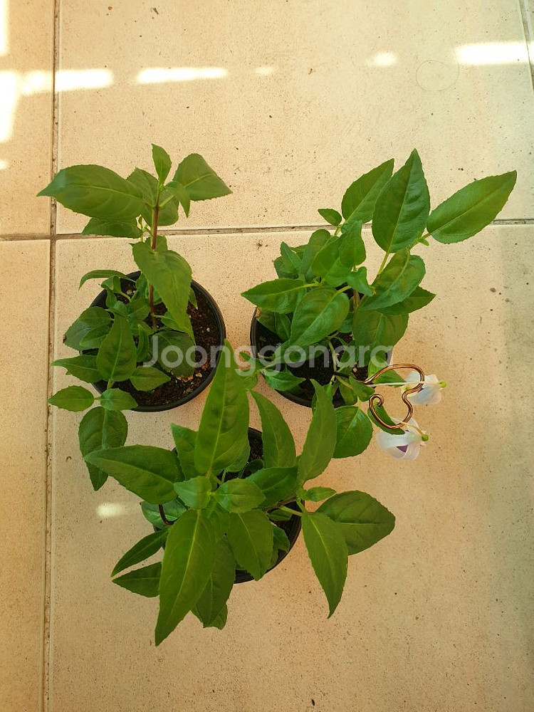 후쿠시아 블루엔젤--1