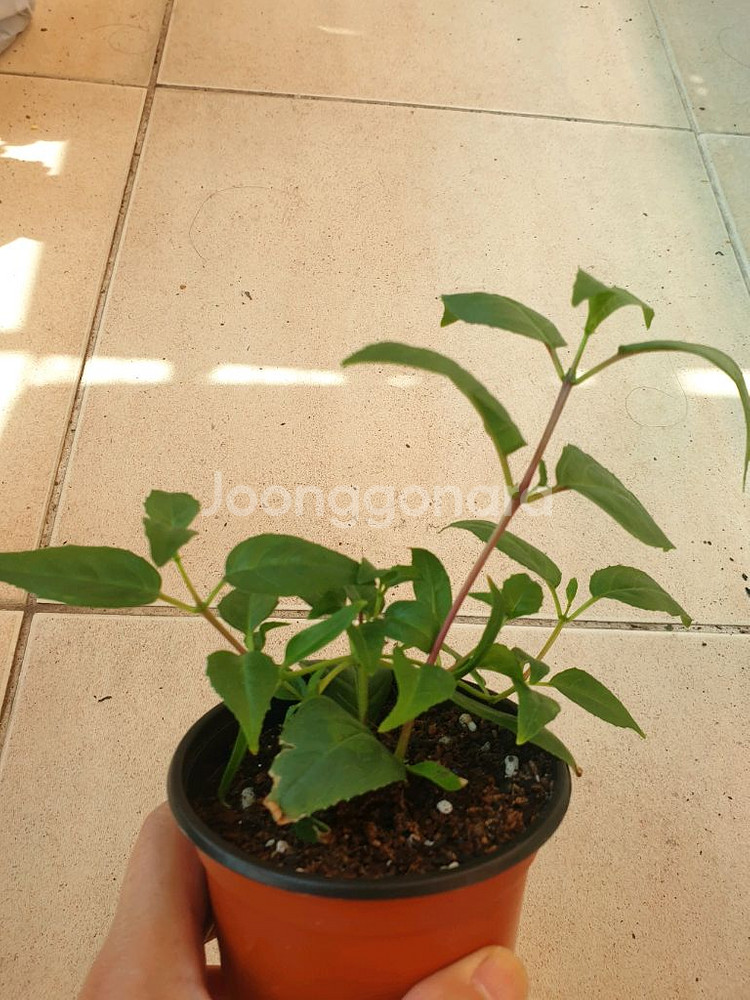 후쿠시아 블루엔젤--3