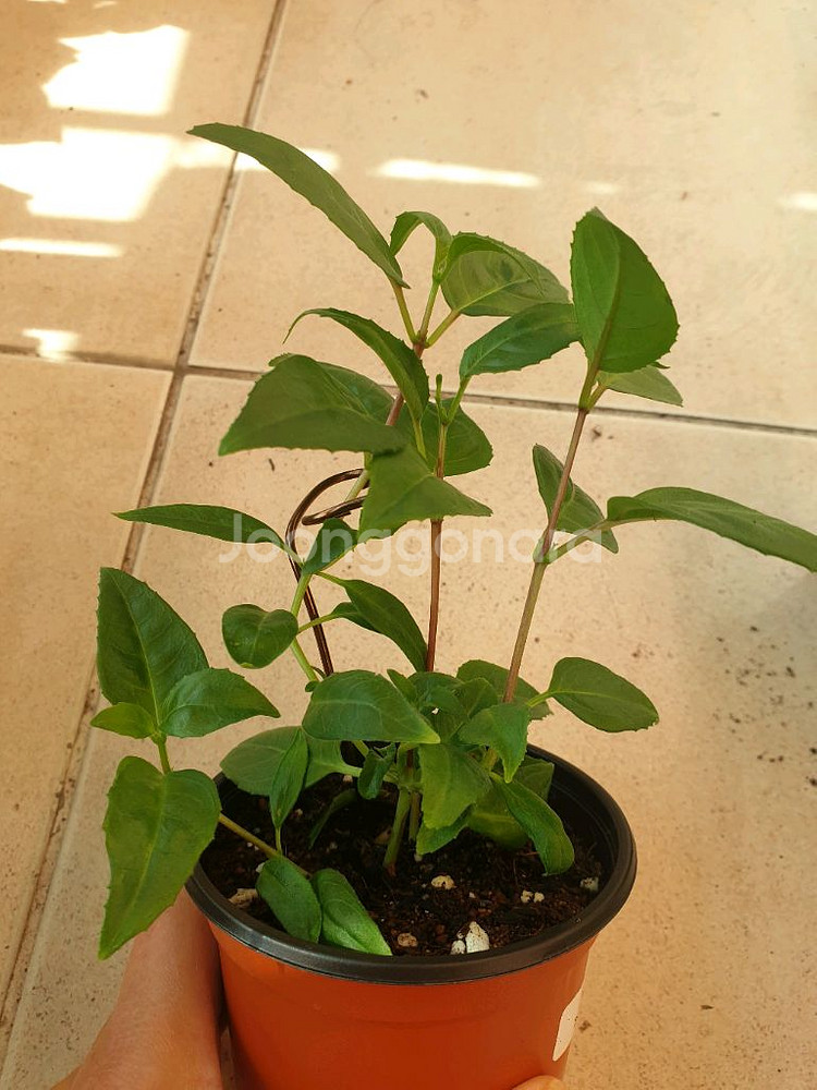 후쿠시아 블루엔젤--2