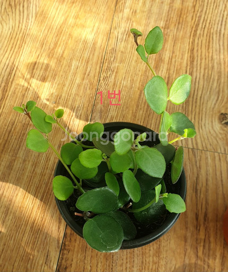 코도난테 파울라--1