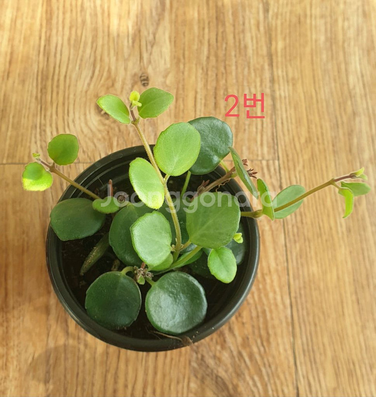 코도난테 파울라--2