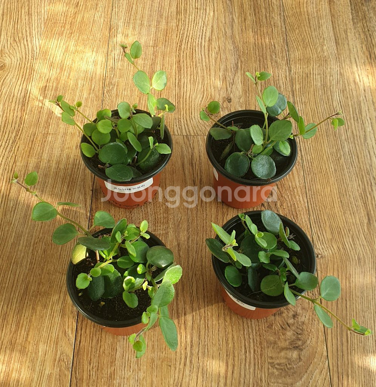 코도난테 파울라--0