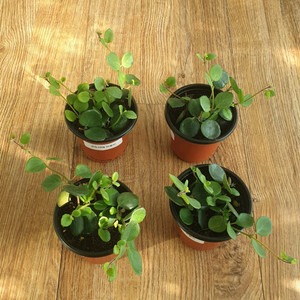 코도난테 파울라