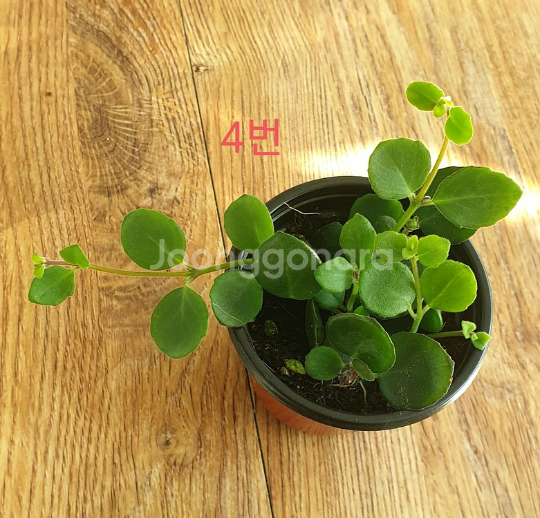 코도난테 파울라--4