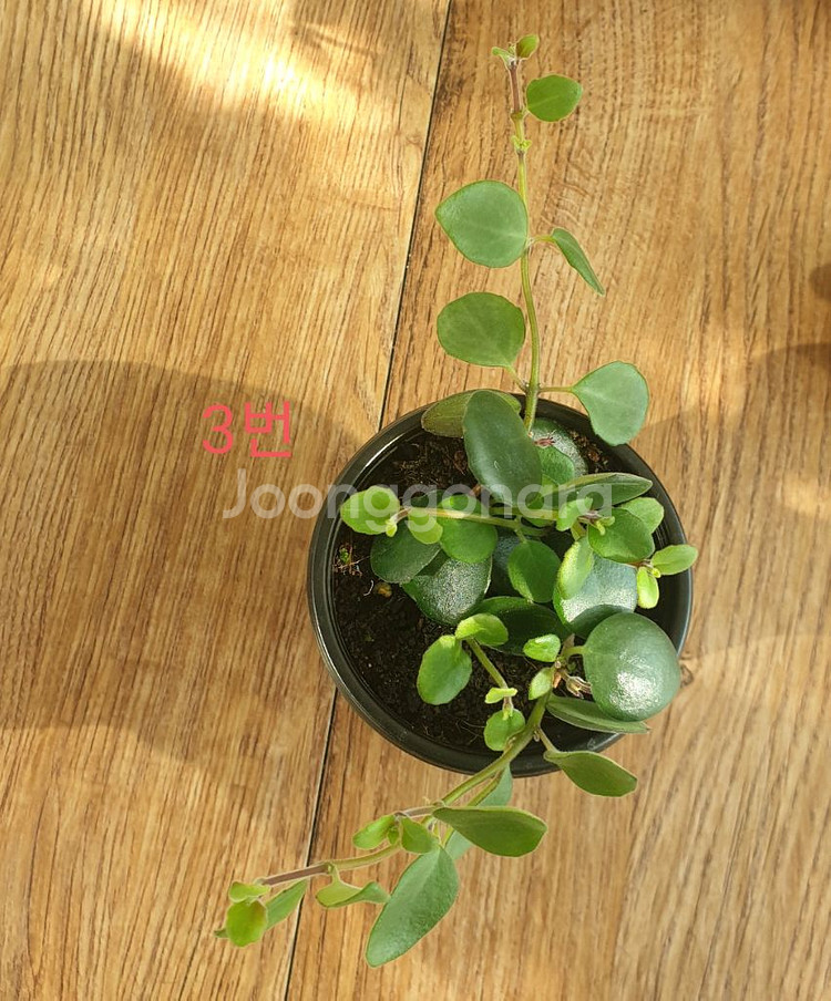 코도난테 파울라--3