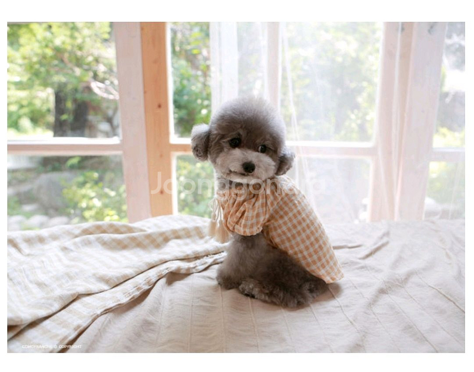 강아지옷 꼬모프랑쉬 체크 테슬 블라우스셔츠 XL--1