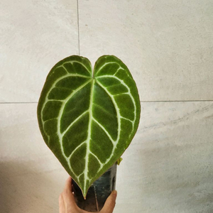 안스리움 크리스탈리넘 다크폼