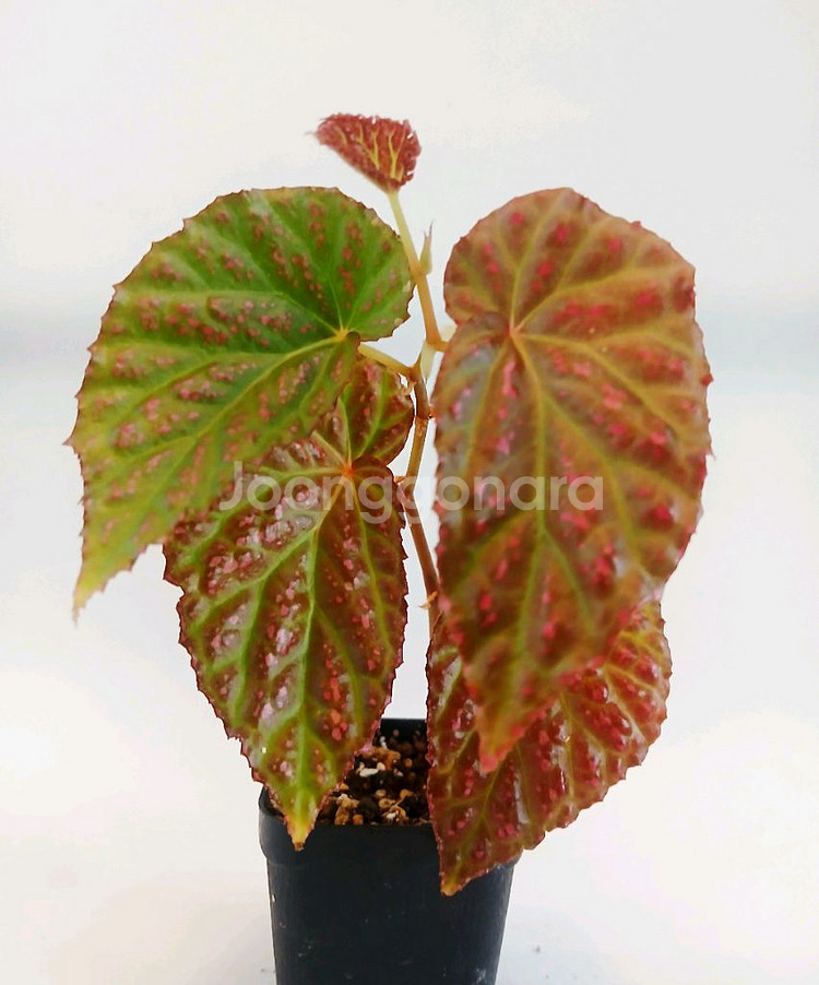 베고니아 핫스팟--0