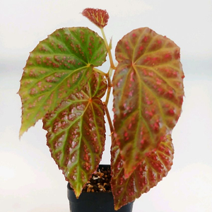 베고니아 핫스팟