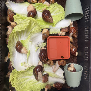 아프리카 왕달팽이 분양 이미지