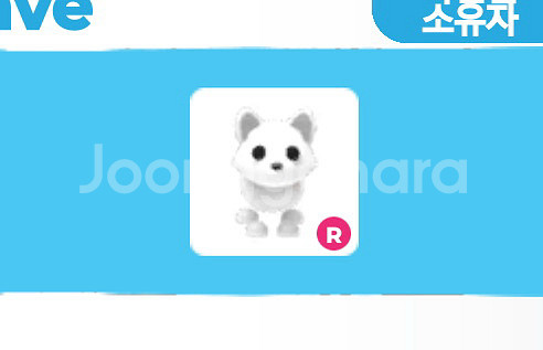 입양하세요 타는 북극여우 북여--0