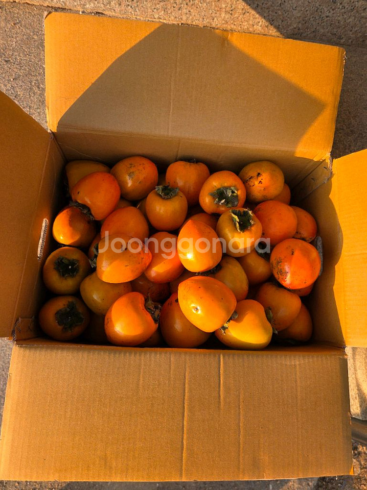 대봉10kg 23000원(소.중 사이즈)--0