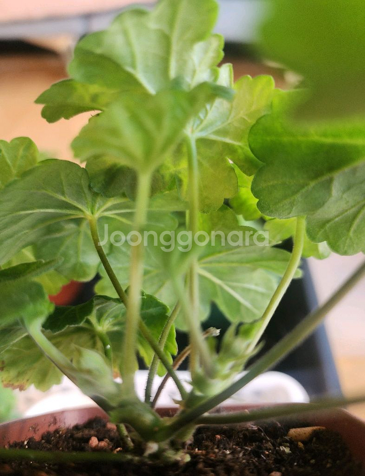 UV 에이바.IV 마음의 비밀 러시아제라늄 2종--3