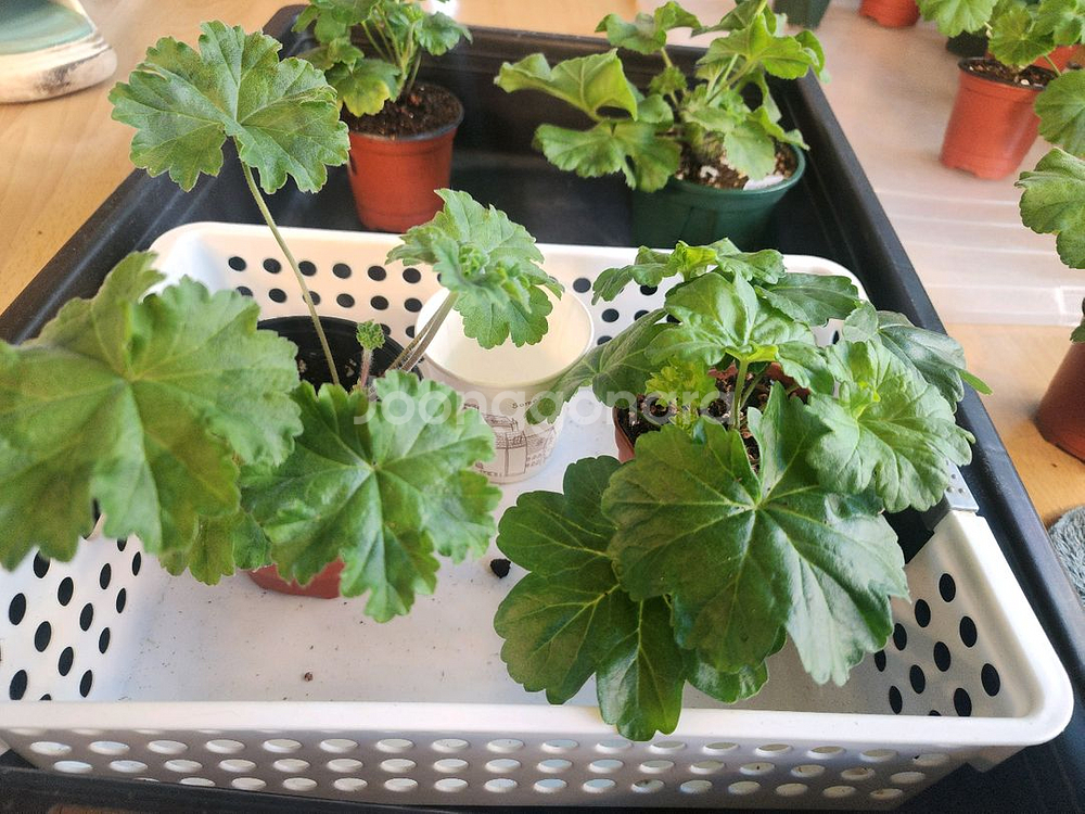 UV 에이바.IV 마음의 비밀 러시아제라늄 2종--2