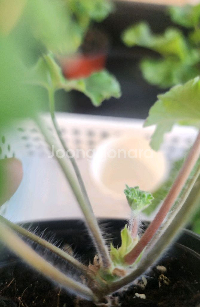 UV 에이바.IV 마음의 비밀 러시아제라늄 2종--4