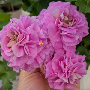 UV 에이바.IV 마음의 비밀 러시아제라늄 2종