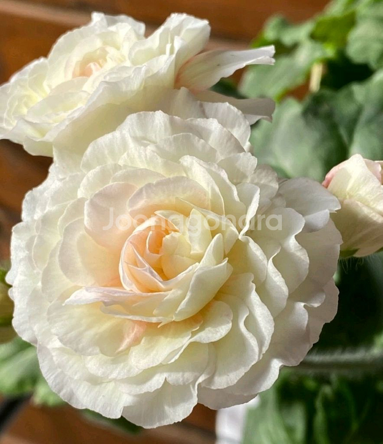 UV 에이바.IV 마음의 비밀 러시아제라늄 2종--1