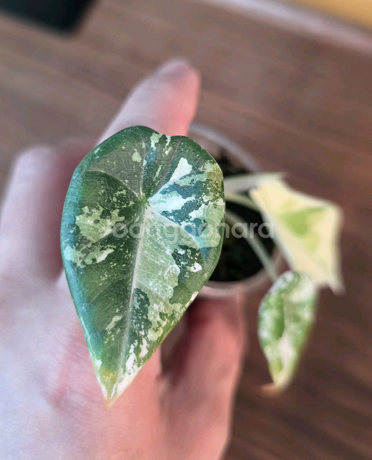 알로카시아 마하라니 알보 자구묘 무천이--2