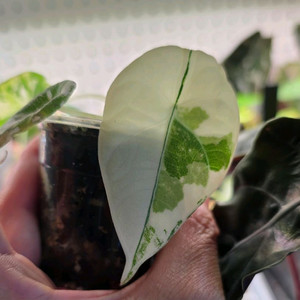 알로카시아 마하라니 알보 자구묘 무천이