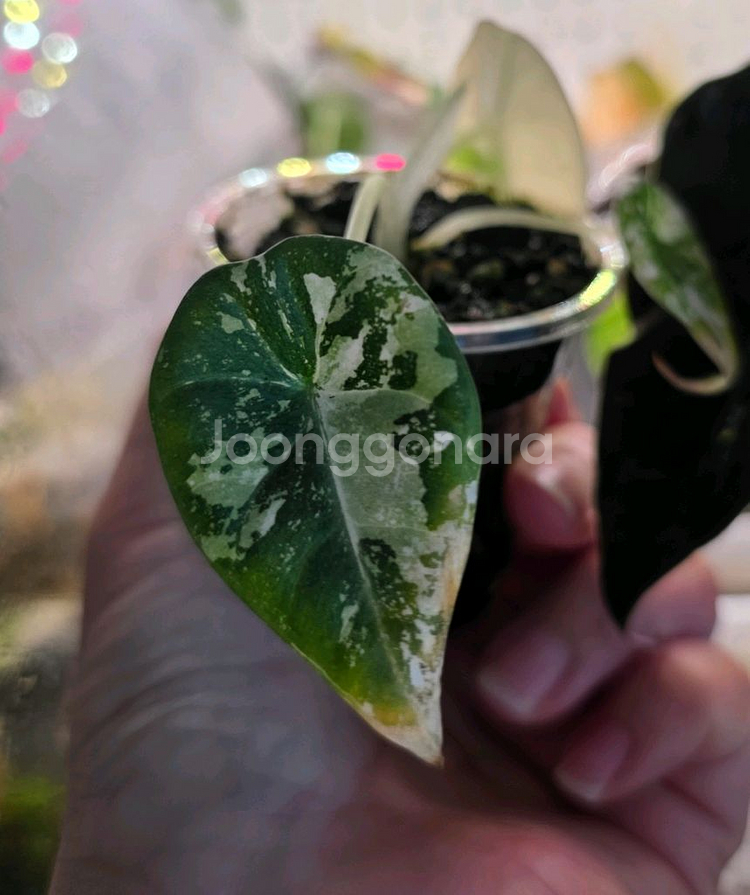 알로카시아 마하라니 알보 자구묘 무천이--1