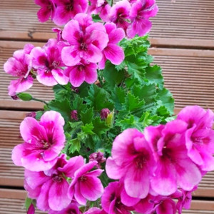 리갈제라늄 캔디플라워 바이올렛