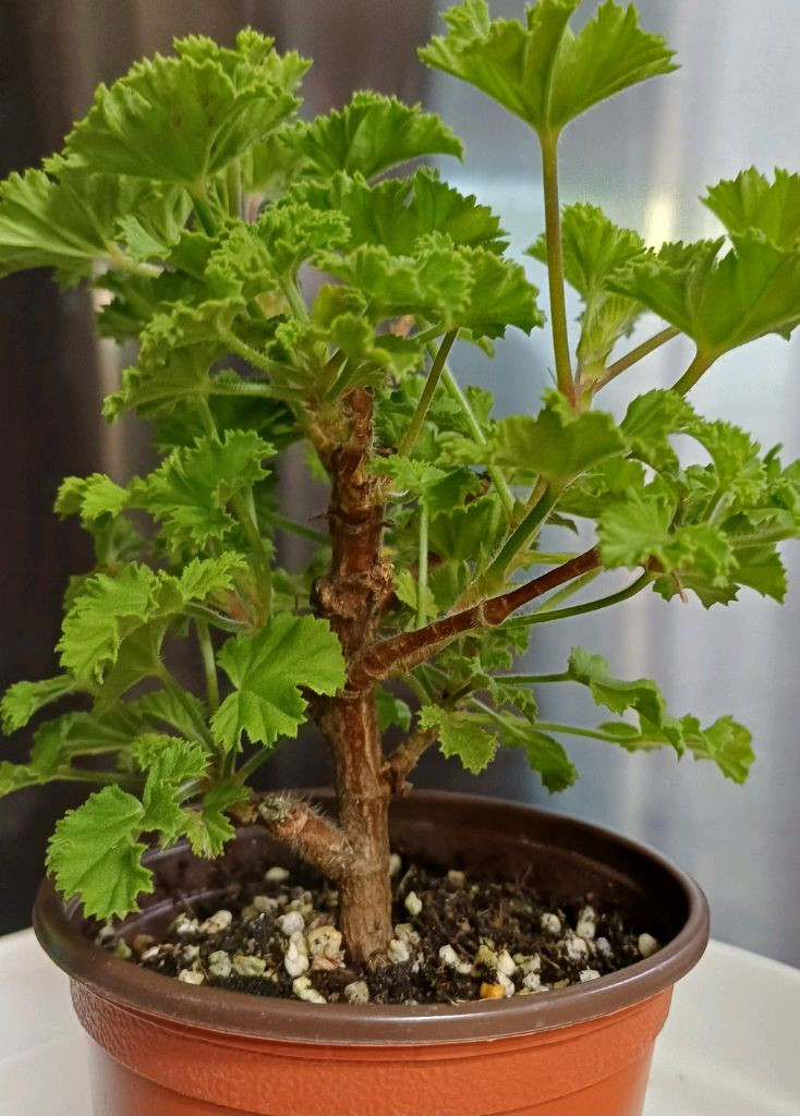 리갈제라늄 캔디플라워 바이올렛--6