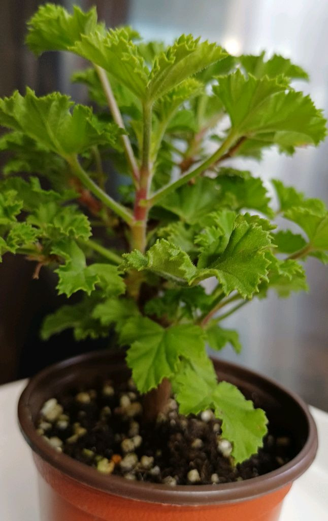 리갈제라늄 캔디플라워 바이올렛--5