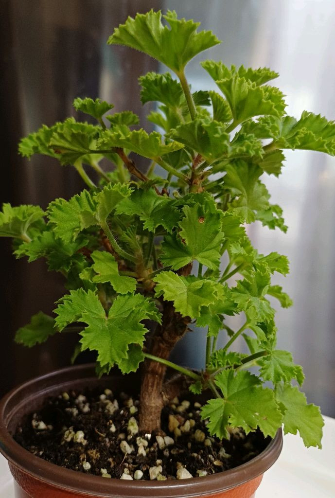 리갈제라늄 캔디플라워 바이올렛--3