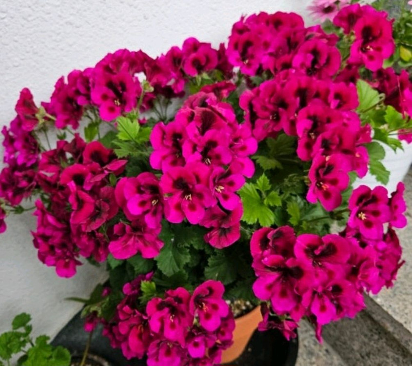 리갈제라늄 캔디플라워 바이올렛--1