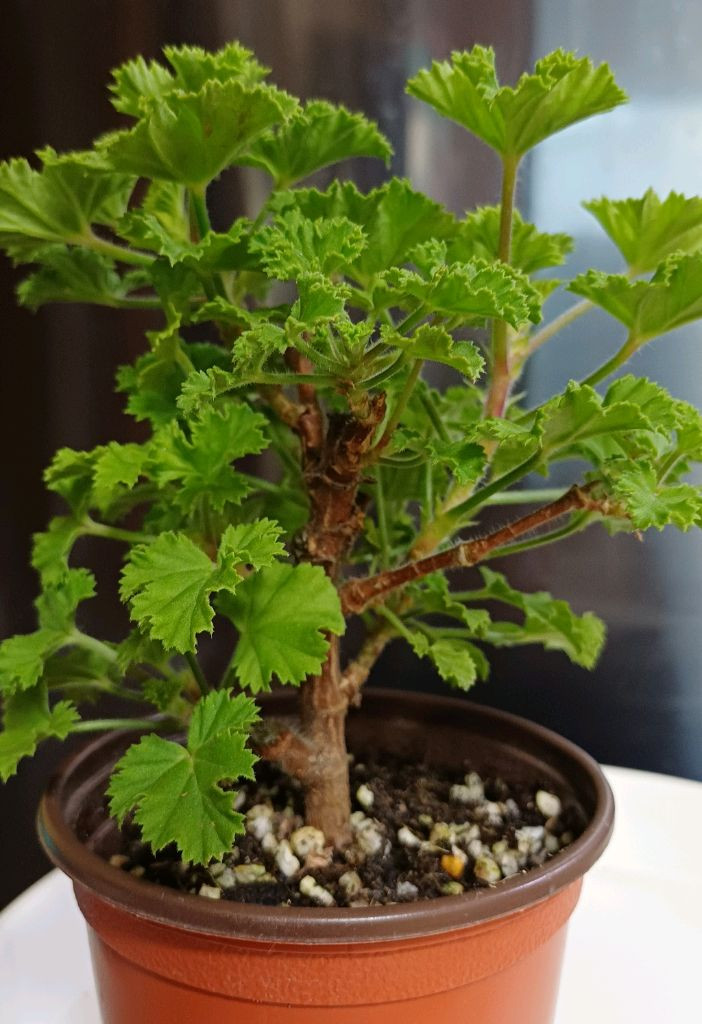 리갈제라늄 캔디플라워 바이올렛--2