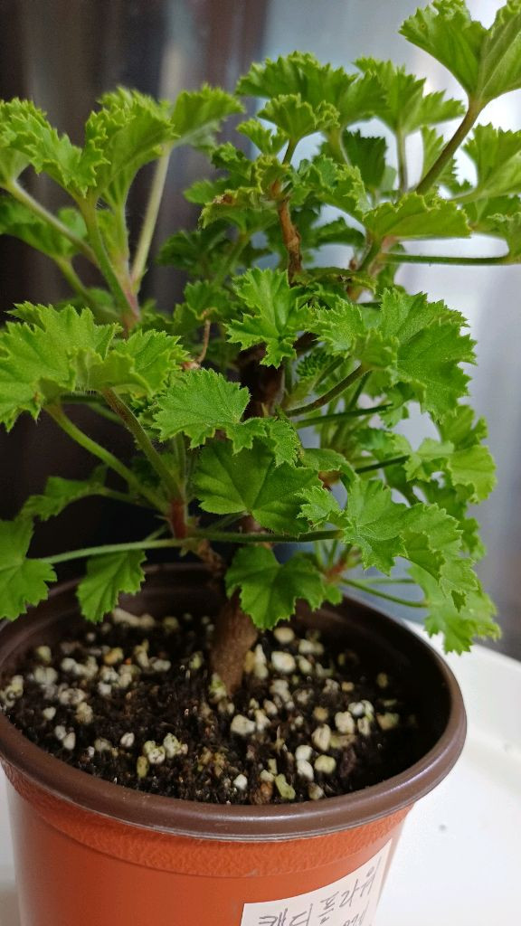 리갈제라늄 캔디플라워 바이올렛--4