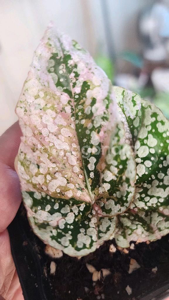 베고니아 스노우캡 핑크 바리에가타--1