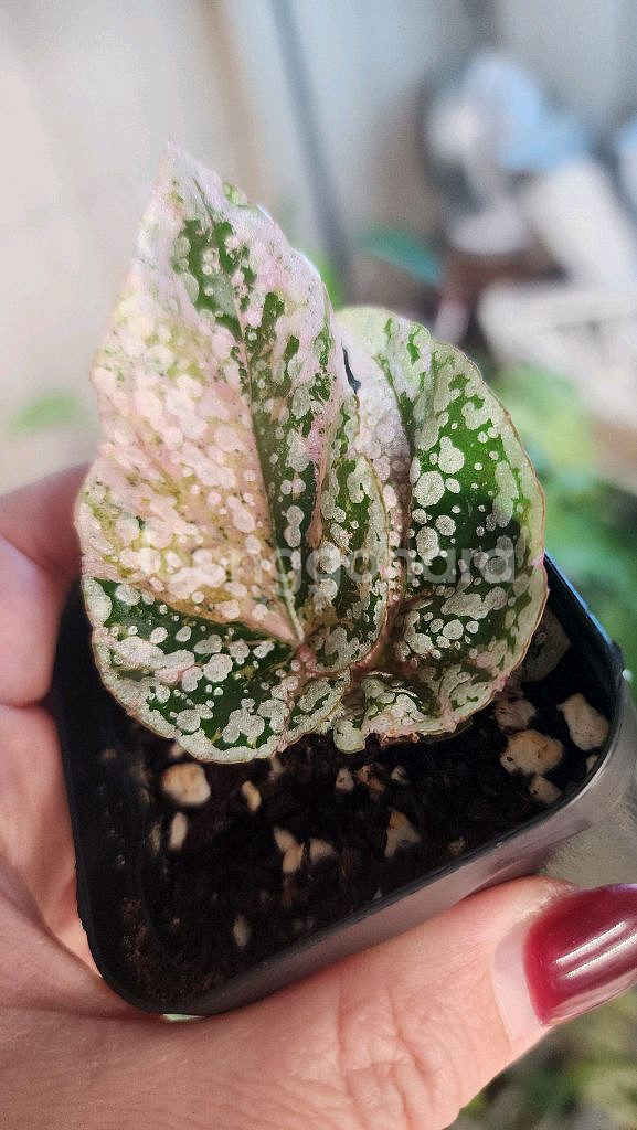 베고니아 스노우캡 핑크 바리에가타--0