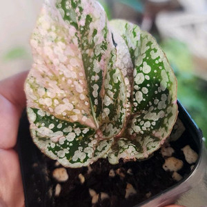 베고니아 스노우캡 핑크 바리에가타