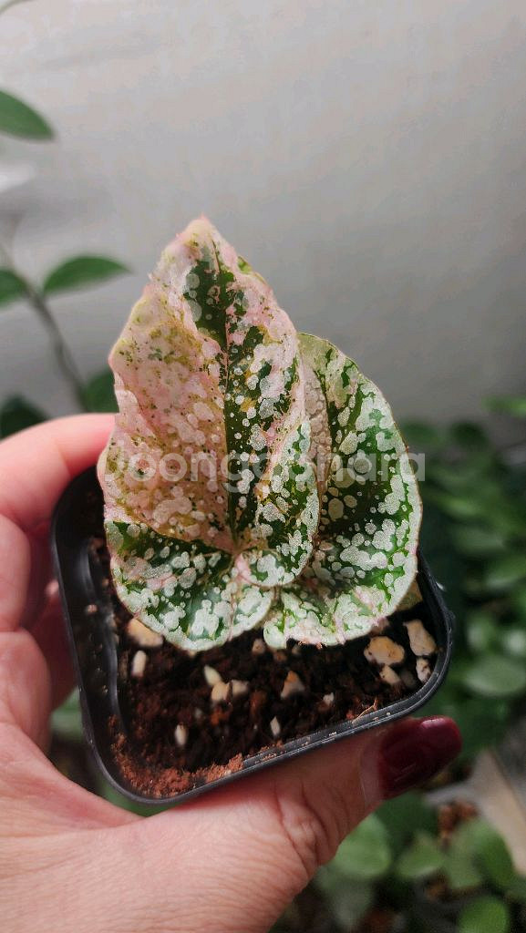 베고니아 스노우캡 핑크 바리에가타--3