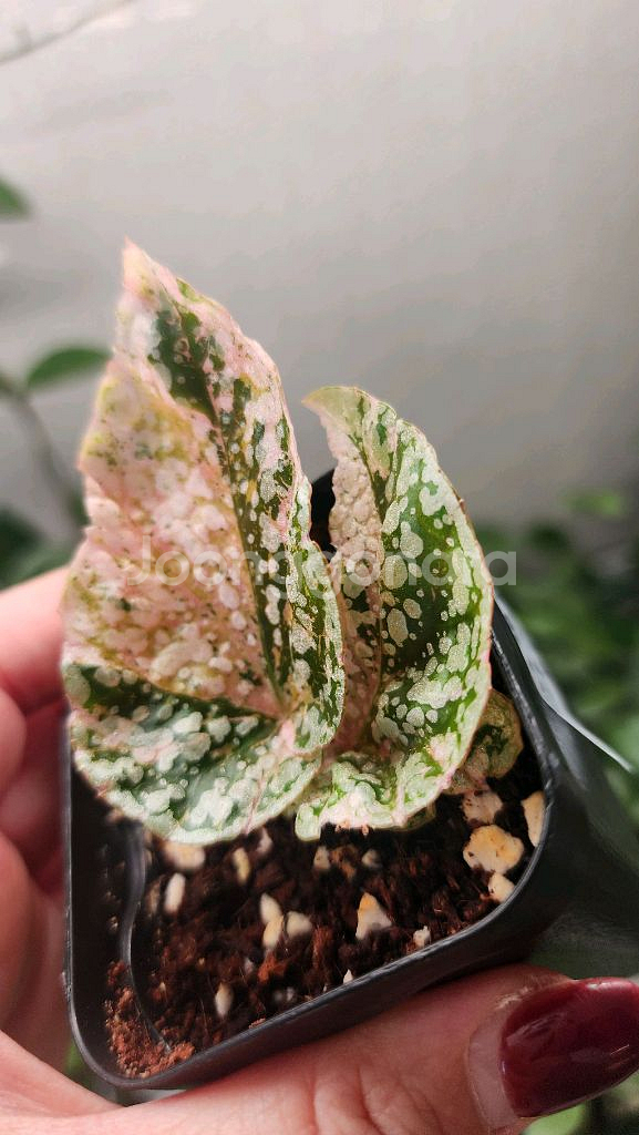 베고니아 스노우캡 핑크 바리에가타--2