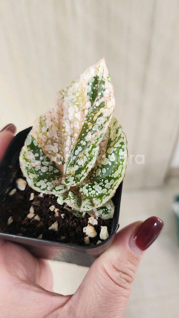 베고니아 스노우캡 핑크 바리에가타--8