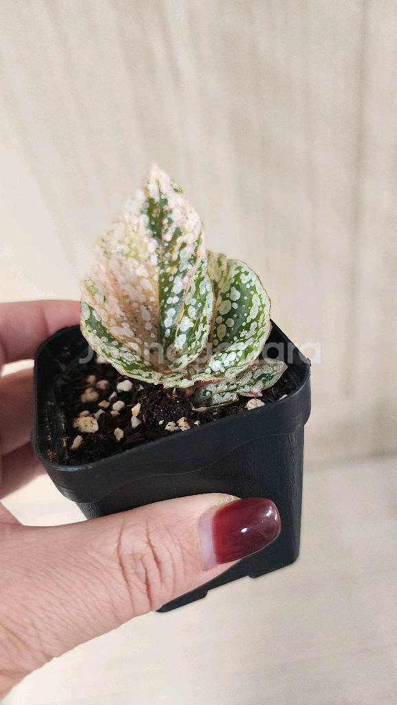 베고니아 스노우캡 핑크 바리에가타--6