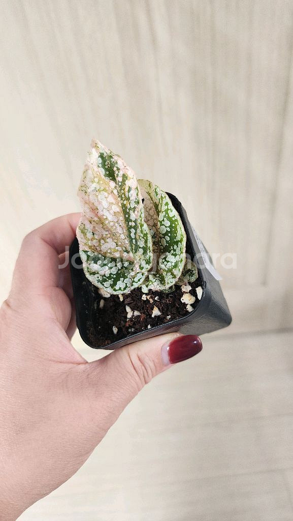 베고니아 스노우캡 핑크 바리에가타--5