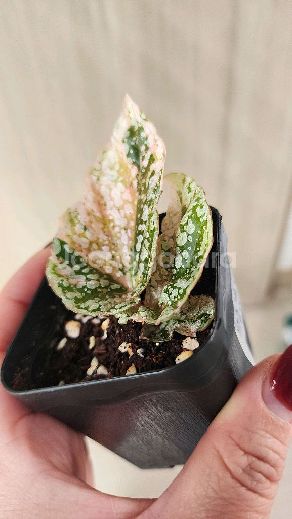 베고니아 스노우캡 핑크 바리에가타--7