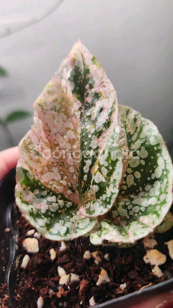 베고니아 스노우캡 핑크 바리에가타--4