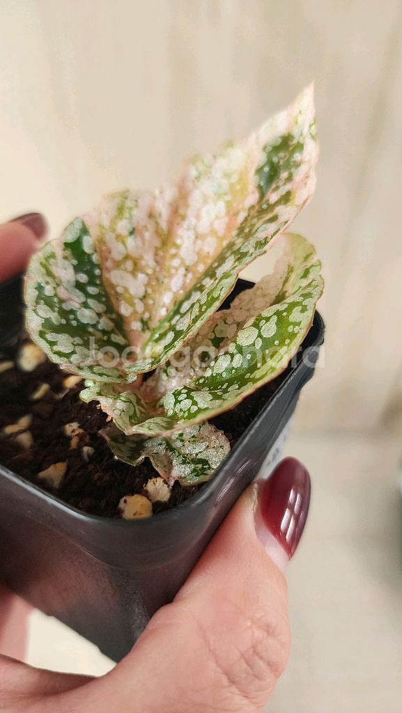 베고니아 스노우캡 핑크 바리에가타--9