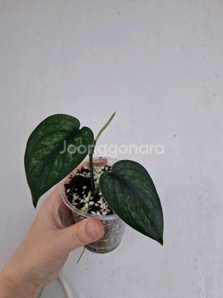 스킨답서스 시실림 택포--0